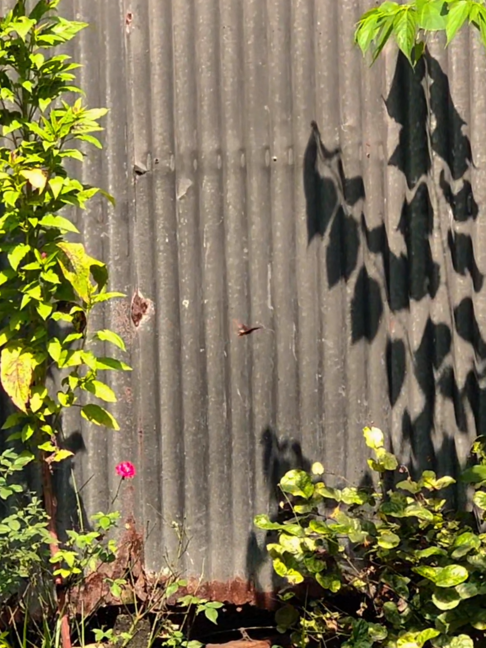 butterfly 🦋  #butterfly @Ju..''🌸 