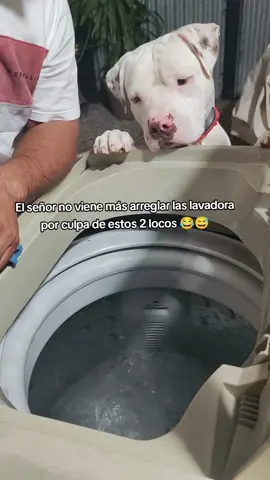 Cuando tienes hijos impertinentes 😂 #perrunos #perritos #hermanos #parat 