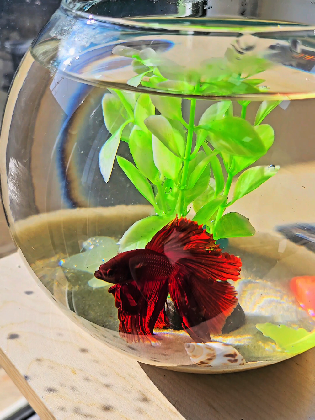 Dəyər verdikləriniz üçün ala biləcəyiniz ən dəyərli hədiyyə.😍 #aquastand #bettafish #betta #akvarium #akvaryum 