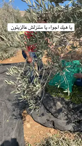 #CapCut #WheneverWherever #nablus🇵🇸 #اكسبلوررررر #زيتون @ابو صبيح🖤 @Kareem Daghlas @🅐🅑🅤 🅢🅔🅩🅐🅡 🐝🍷 