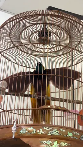 #Bird #Greater bird-of-paradise #นกปักษาสวรรค์ใหญ่