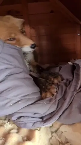 294 heeey Kiki #kikithefox #kikifoxfamily 