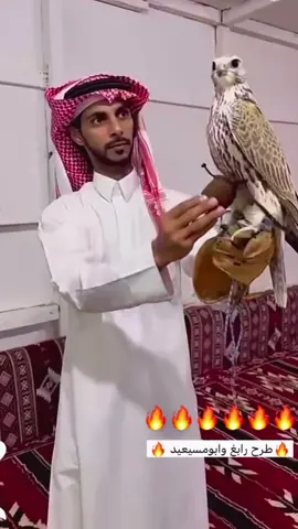 #قوانيص_الشمال #طواريح_الشمال #مقناص 