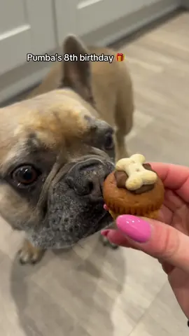 Never too old for birthday cake #dogs #dogsoftiktok #frenchbulldog #frenchiesoftiktok #fyp 