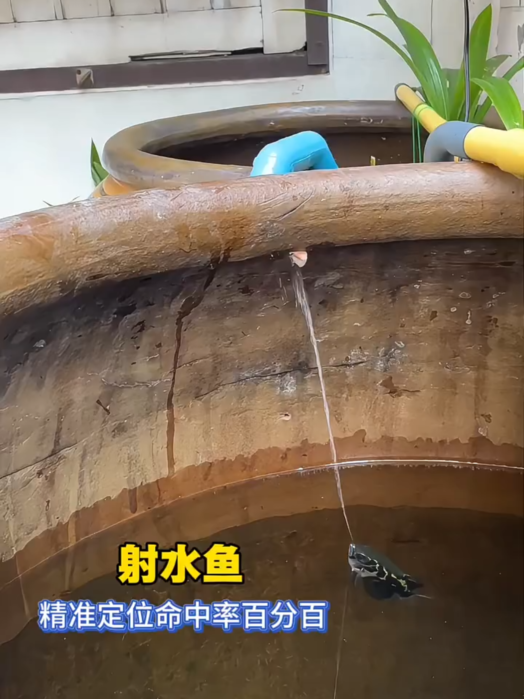 Have you ever seen a sharp shooter fish?  Archer fish in action!😵 #archerfish #fish #sharpshooter #shoot #documentary 