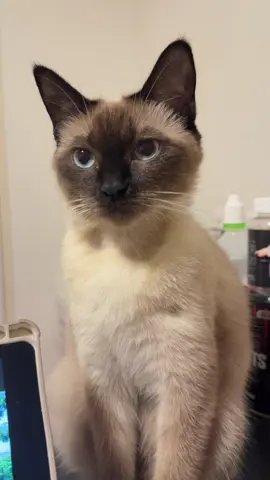 อาจิน่ารักจังเลยยย #โมจิแมวหน้าดำ 