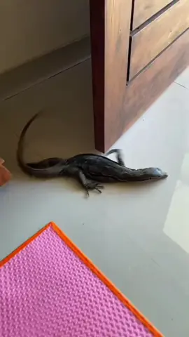 ginikah trendnya? #trend#fypp#biawak