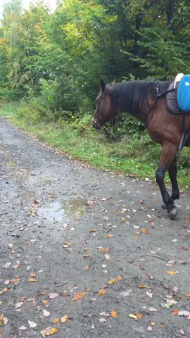 Falls jemand ein Pferd hat, welches ungern ins Gelände geht. Ich hätte eins, das nie nach Hause will... #HORSE #pferde #equestrian #videoviral 