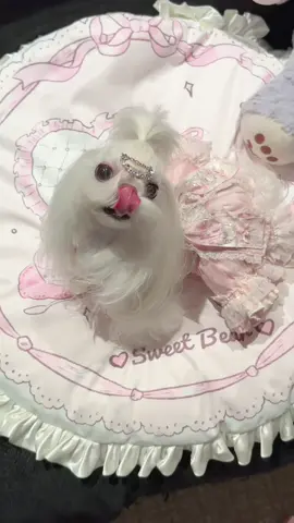 #Maltese #Cute puppies #Pet vlog #Dog grooming