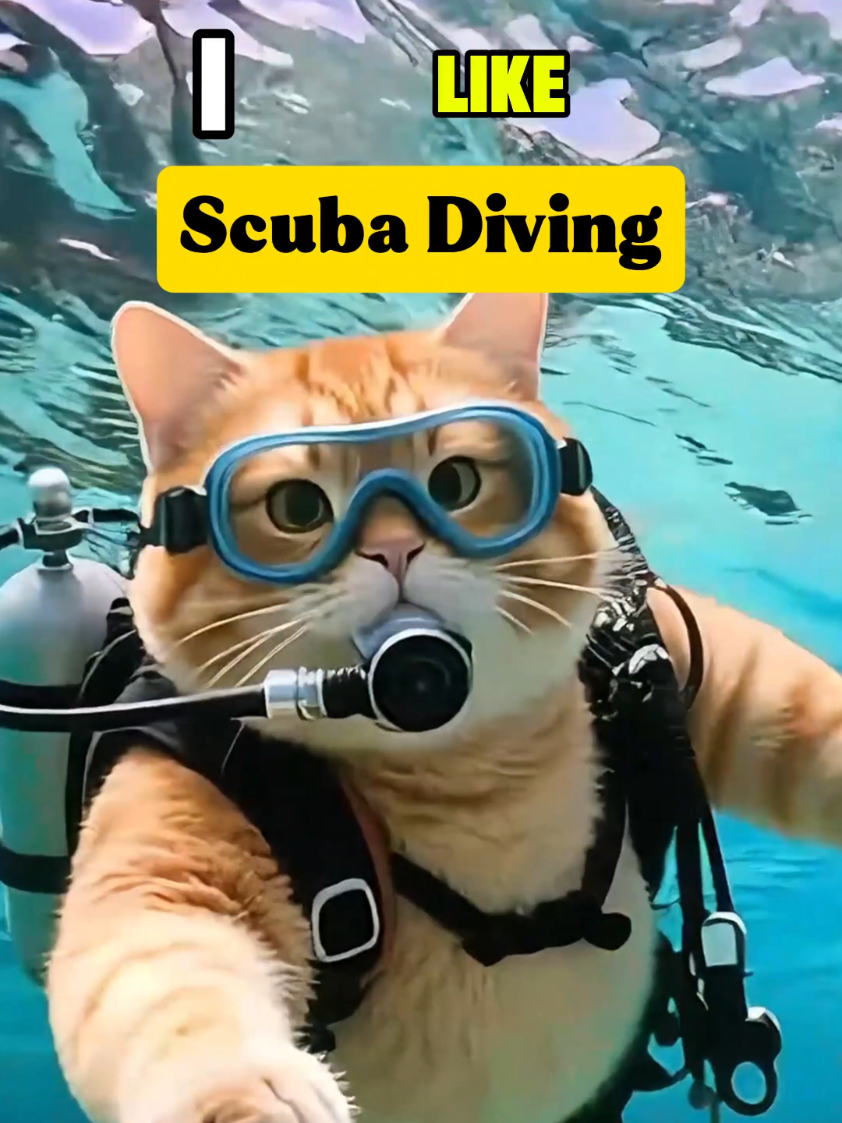 #kucingoren #travelwithme #semporna #malaysiatravel #scubadiving 