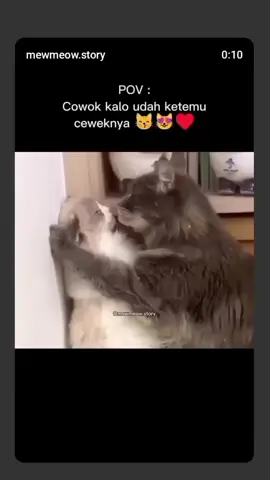 cowok kalok udah setia sama cewek 🤭