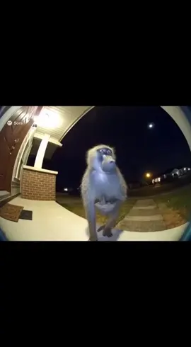 #monkey #sora #ai #screaming #funnyvideo 