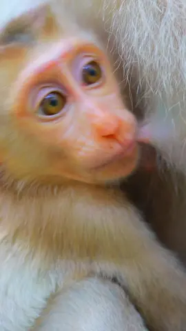 Lovely Cuties Baby Lumi ❤️  #monkeyskh #lumi 