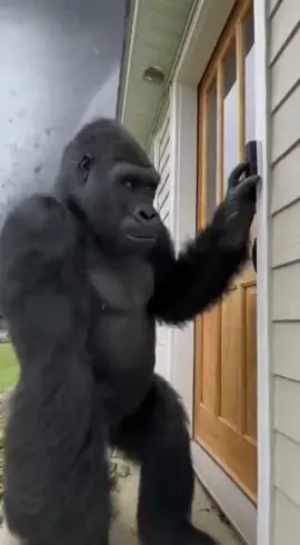 горилла улетает от торнадо🌪️🌪️@X-NAFF @mm777klim #fyp #viral #bestvideos #tornado  #usa #monkkey 