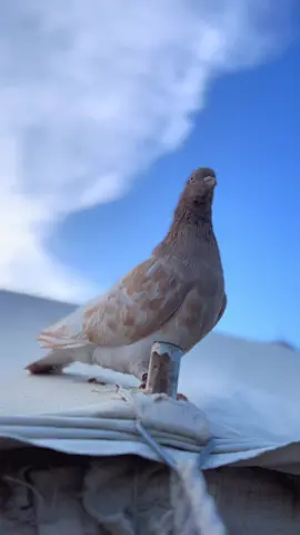 #fypシ゚ #تصويري📸 #عـ👩🏻‍🌾 