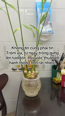 Trồng gừng thuỷ sinh #tronggung #phongthuytamlinh #cokiengcolanh 