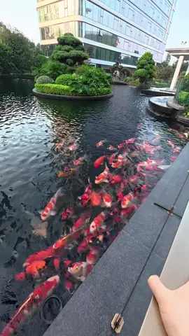 #cákoi #xuhuong #vatlieucakoi #cakoinhatban 