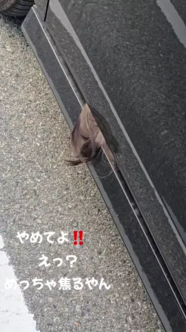 駐車場で車停めて 横に止まってた車見たら あかんやろ、これは………… #駐車場  #髪の毛  #バラバラ殺人  #事件  #ステップワゴン  #ビックリ  #焦る 