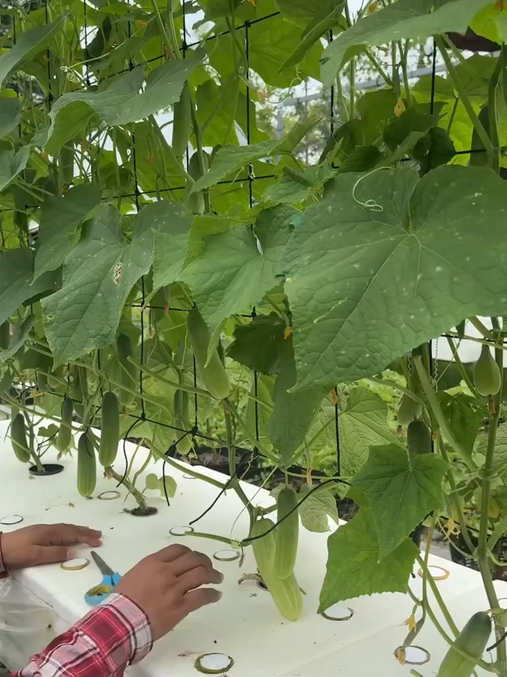 กินหมดไหม 5 กล่อง  #แตงกวา #แตงกวาในกล่องโฟม