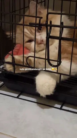tiap di panggil selalu kedip🥺🤏🏻❤️ 