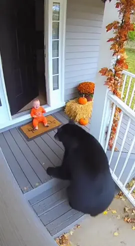 Brave dog 🐕 #baby #dog #bear #fyp #viral 