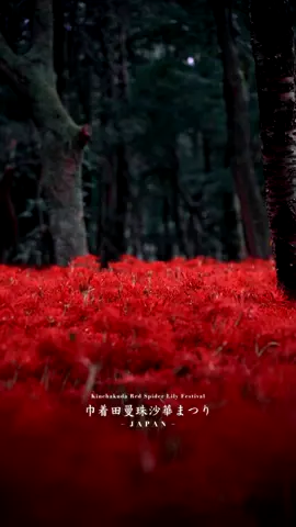 日本一の曼珠沙華群生地が幻想的すぎた。 ここ何県か知ってる人いる？ #japantravel #japantrip