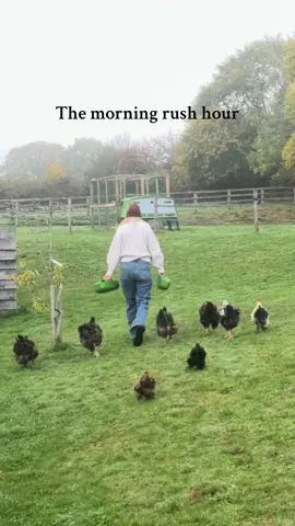 Never thought I would be this into chickens….. they aren’t even laying yet 😬😂 #chicken #countrylife #rushhour #smallholding 