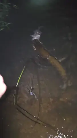 Hecht knallt auf Döbel!😵 Einen Beifang kennen wir alle, aber hier Biss der Hecht auf meinen Beifang, ein Wahnsinniges Erlebniss. 🎣💪🏻 #pike #pikeattack #pikefishing #hecht #carpfishing 