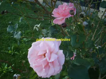 laurita dubai 69… a ti te rezo y te rezaré x siempre 🙏🏻🙏🏻🙏🏻🙏🏻🙏🏻 #soydelamarrash #junior #trianamarrash #soyelllaveritodelalaurita #lauritadubai 