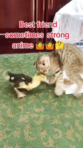 #LIVEIncentiveProgram #JustGoLIVE #PaidPartnership  #catlover #duck  little tom and Duck