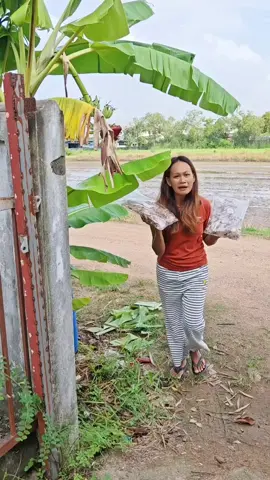 สดสะอาด ปลาหมึกแม่นมคิด ตัวใหญ่ ใส ไม่เค็ม#ปลาหมึก #ปลาหมึกแห้ง #ปลาหมึกย่าง #แม่สมคิด 