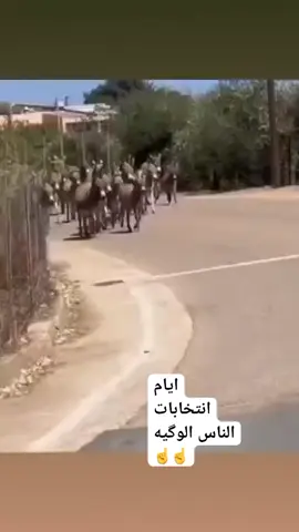 مو صح 😂 تابعوني لا بل 🔫😂 #سرايا_السلام_لواء_القوات_الخاصه✌🇮🇶 #سرايا_السلام_حماة_الوطن🇮🇶🇮🇶 #سرايا_السلام_لَوٌآء_315_314_313_ #مقاطعون 