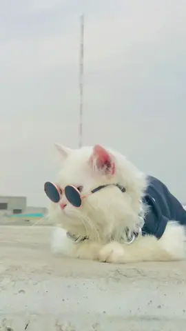 Repost🥰♥️ #cats #pets #viral #catsoftiktok #explorepage 