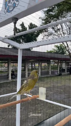 Waktunya si Jameson tampil 🔥#kenarihijau #kenariyogyakarta #kenariaf #gantangankenari #fyp 