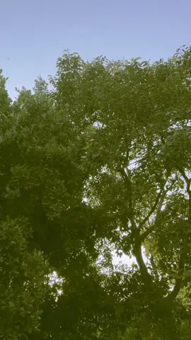 #foryou #foryoupage #fyppppppppppppppppppppppp #tiktok #tiktokviral