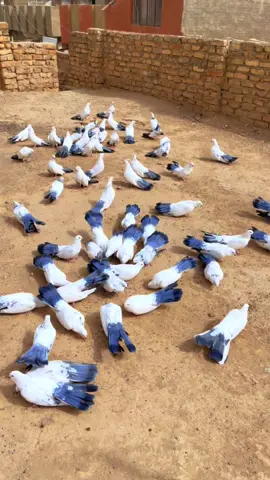 #سوق_الغزل #حمام_الزينه #حمام_نيكولا #عنابر #عنابر_سرة 