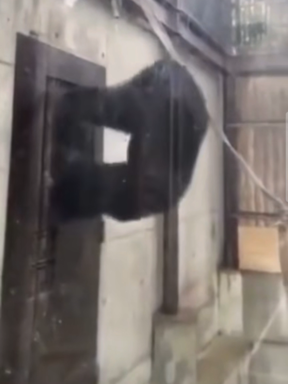 Monkey don't like cage #monkey #fyp  #makethisgoviral  #sadmonkey  #zoo Monkey upset