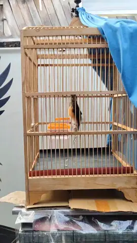 pejantan tangguh..#muraibatu #tiktok #fyp #muraibatuindonesia #cucakijoindonesia 