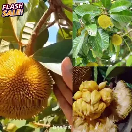 #ขนุนป่า พันธุ์หากินยากปลูกง่ายติดผลเร็ว 