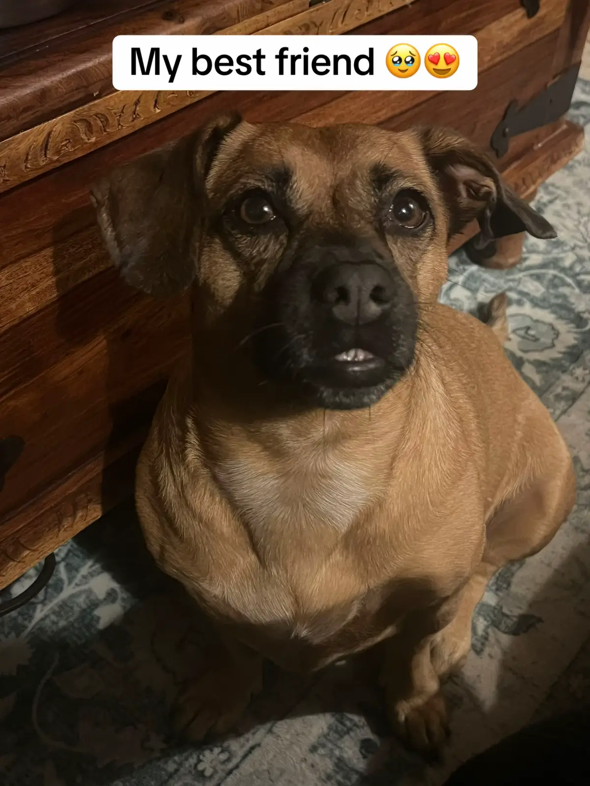 #dogsofttikrok #dog #dogs #dogsbestfriend #fyp 