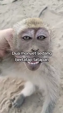 maaf ya🙏😩 #monyet #storykocak😂  #lewatberanda  #fyppp 
