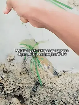 #fypシ゚ #zxybca #ngurekmania  #hobingurekbelut #mancingbelutsawah