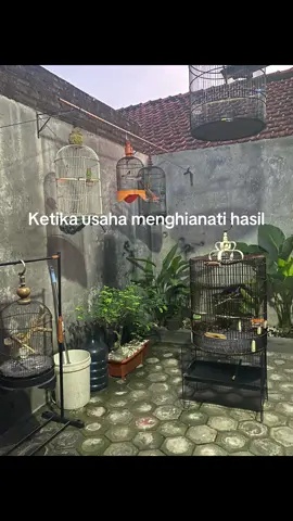 Barongssaaiii #muraibatuindonesia #muraibatumania #kicaumania #kicaumaniaindonesia #kicaumanianusantara 