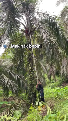 #fyp #sawitontiktok 