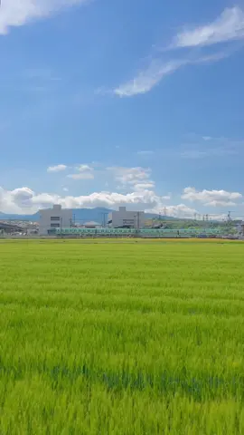 현실과 애니메이션의 중간 세계 📍Fukuoka,Japan #fukuokajapan  #日本の風景 #日本の景色 #にほんこけしかきime #japantrip  #visitjapan #일본여행