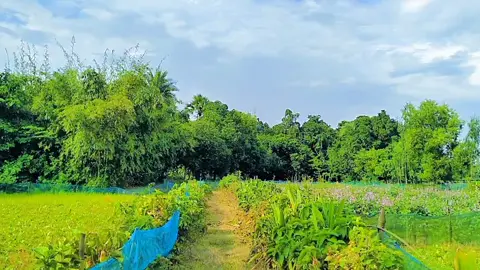 আজি সেজদা দিবো আল্লাহ বলে  #আনিসুর_রহমান_আশরাফী💖💖 #ফরইউতে_দেখতে_চাই #প্রকৃতির_অপূর্ব_সৌন্দর্য🥰 #ইসলামিক_ভিডিও_🤲🕋🤲 #বাংলাদেশি_ভাইরাল_টিকটক_ 