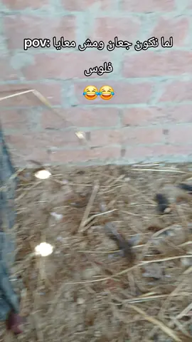 @Dr/ BoDaa @شـاكـر ال قطعاني🐪⭕ @ ﮼حسین ﮼القطعانی 🔥 @﮼حسن ﮼ال ﮼قطعاني🔥🚫 @بــو شـنــاك☠️🏴‍☠️ @Bella😈💜 @Y😍 @زيہآد آبہؤُ آلَشہيہخہ 🐺❤️‍🔥 @kemoaloshebe @- ♯̶ݺمحمد﮼ القطعانٍي؟⭕🦅 @أحمد آل قطعاني ⭕🗽 @📮✈️﮼الششه🚸🔥 @🔥🦅 ﮼هيما،الهواري📮✈️ @𓆩♛ 𝒵𝒾𝒶𝒹 ♛𓆪 