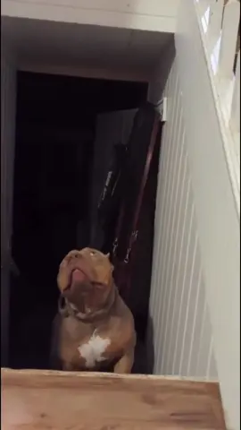 My dog is afraid of cats 🐱 🐶 #dog #tiktok #dogsoftiktok #funny #funnyvideos #foryou #funnytiktok #cat #catsoftiktok 