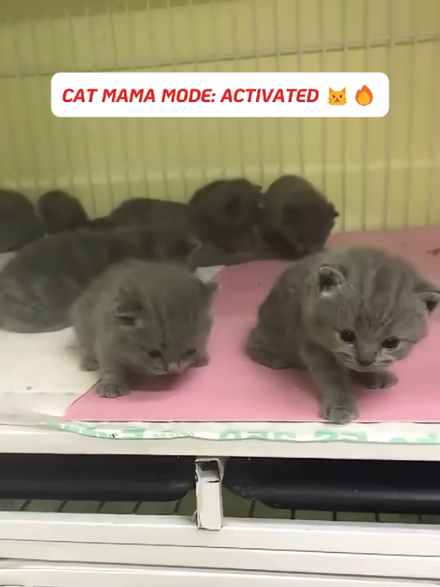 Touch her baby and you will see #catsoftiktok #funnycat #catlover #cats #kitten 