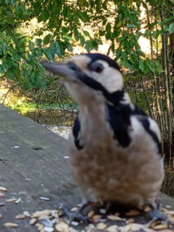 Great spotted woodpecker and Red squirrel #wildlifegarden #woodpecker #squirrel #nature 